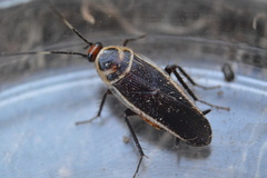 Pseudomops interceptus