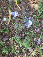 Phacelia breweri