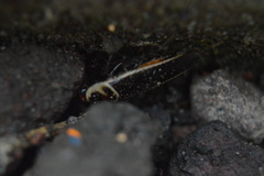 Pseudomops interceptus