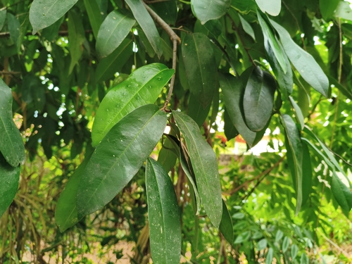 Samadera indica observed 2026-06-21