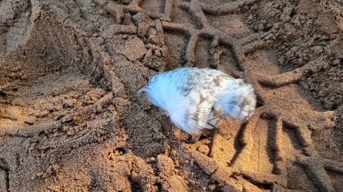 Plume de Goéland dominicain