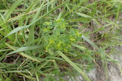 Euphorbia spathulata