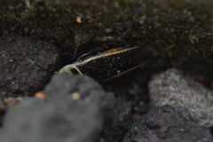 Pseudomops interceptus