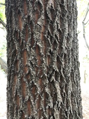 Quercus acutissima