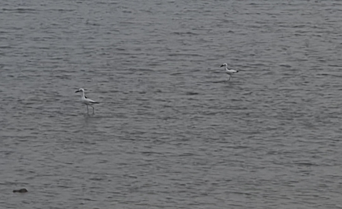 iNaturalist image