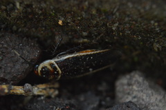 Pseudomops interceptus