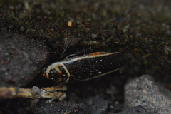 Pseudomops interceptus