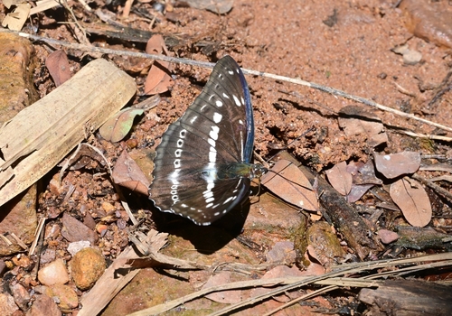Studded Sergeant