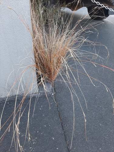 Image of Carex buchananii by (c) Colin Meurk, some rights reserved (CC BY-SA)