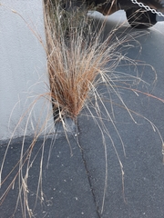 Carex buchananii