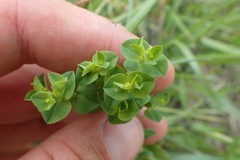 Euphorbia spathulata
