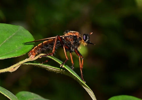 Microstylum dux