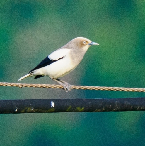 White-shouldered Starling