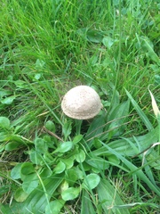 Lacrymaria asperospora