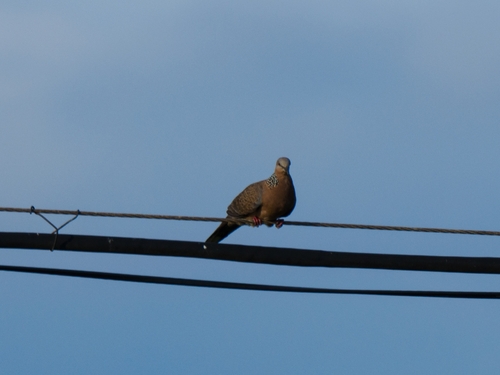 Spotted Dove