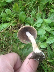 Lacrymaria asperospora