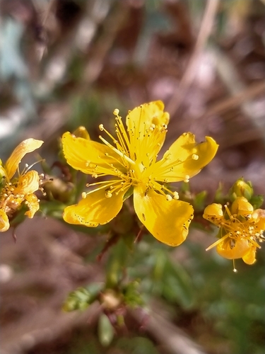 Common St. John's Wort
