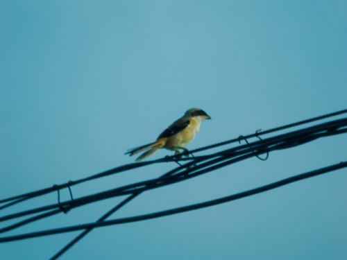 Long-tailed Shrike