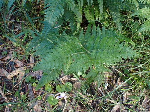 Hypolepis muelleri