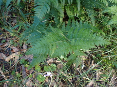 Hypolepis muelleri