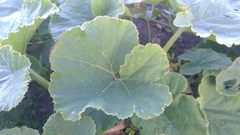 Cucurbita maxima maxima