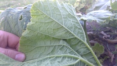 Cucurbita maxima maxima