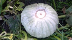 Cucurbita maxima maxima