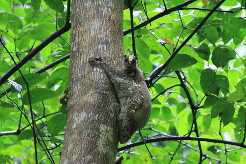 Cynocephalus volans observed 2026-06-14
