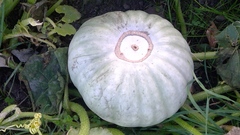 Cucurbita maxima maxima