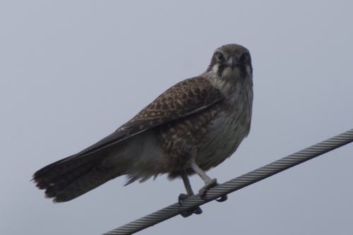 Brown Falcon