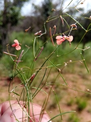 Microcharis phyllogramme