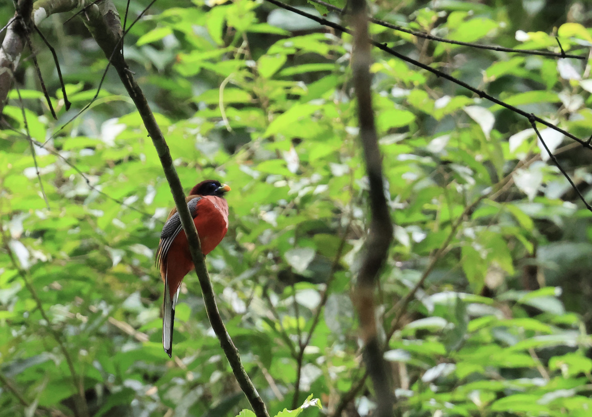 Philippine Trogon (Harpactes ardens), photo 4