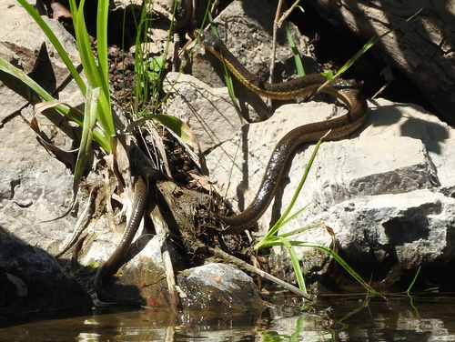 Photo of a Two-striped Garter Snake (Thamnophis hammondii)