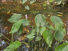 Pontederia sagittata