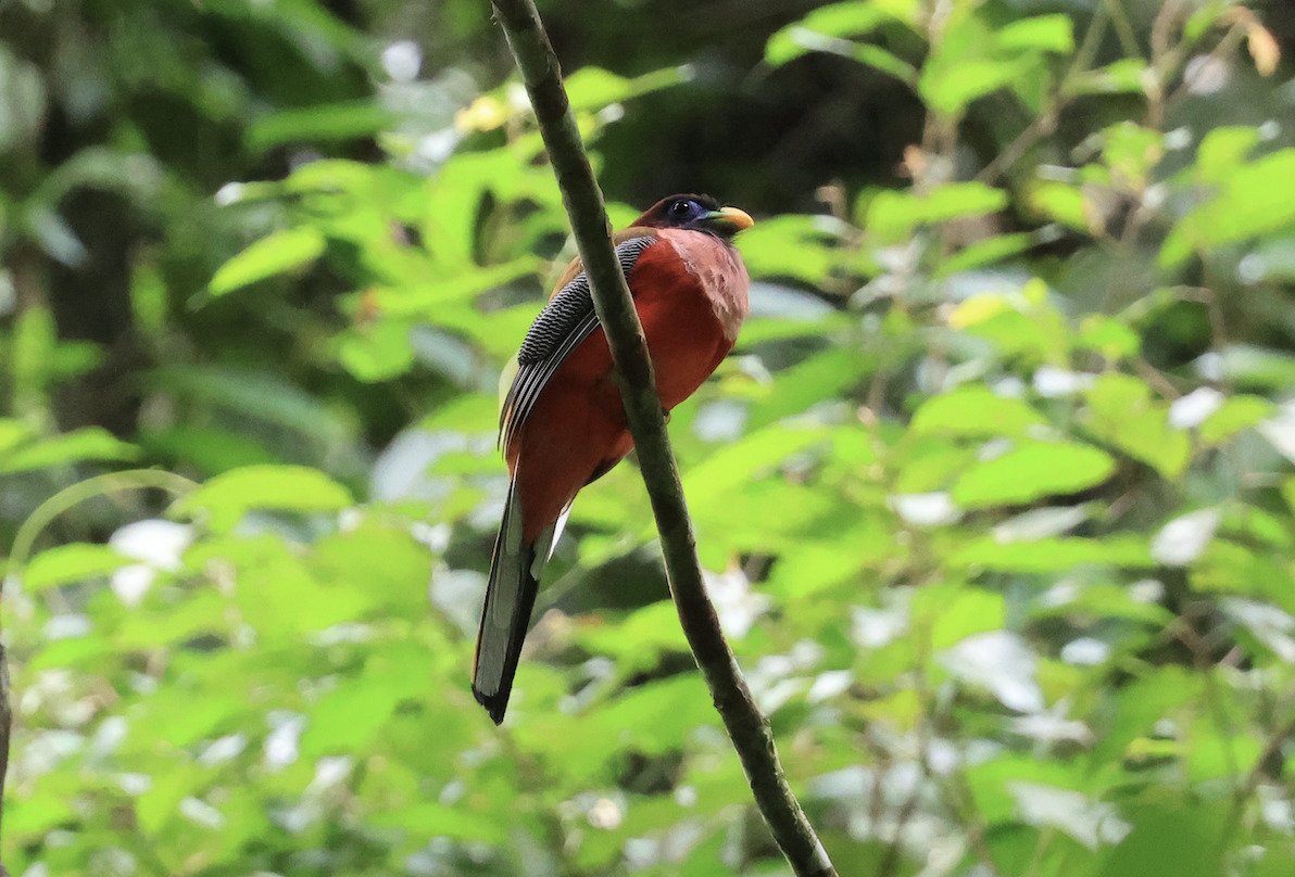 Philippine Trogon (Harpactes ardens), photo 3