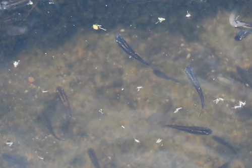 Japanese Ricefish