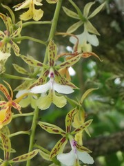 Epidendrum stamfordianum