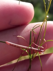 Microcharis phyllogramme