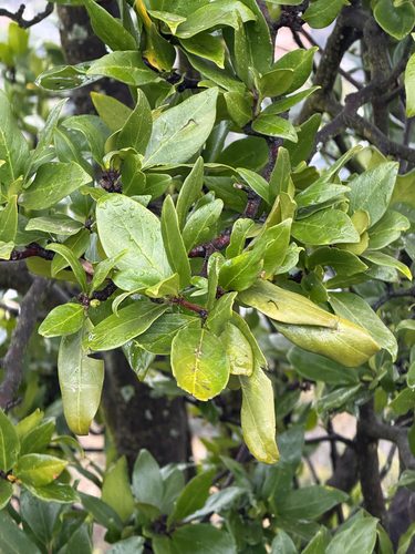 Rothmannia capensis, photograph 5