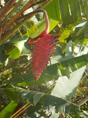 Heliconia mariae