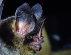 Gardnerycteris crenulatum