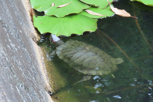 Pond Slider