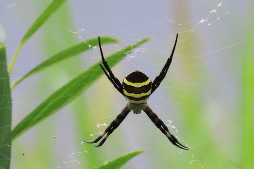 Kogane Spider