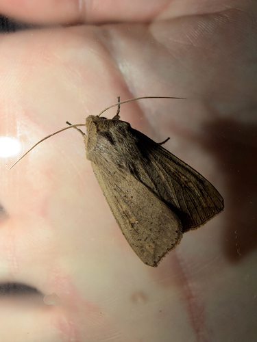 Northern armyworm