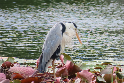 Eastern Grey Heron