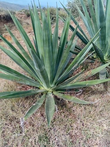 sisal