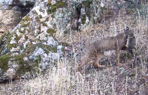 Iberian Lynx