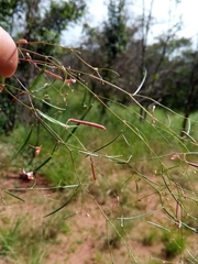 Microcharis phyllogramme