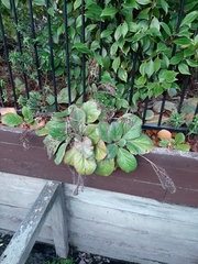 Bergenia crassifolia