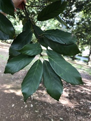 Quercus glauca